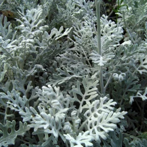 Cineraria Marítima
