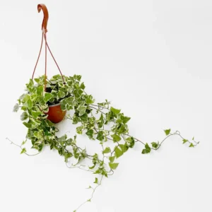 Senecio Macroglosus