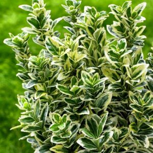 Evónimo Gris y Verde