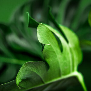 Abelia
